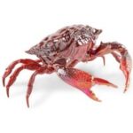 CRAB