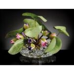 CROWN LOTUS
