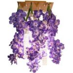 FLOWER POWER VANDA SQUARE